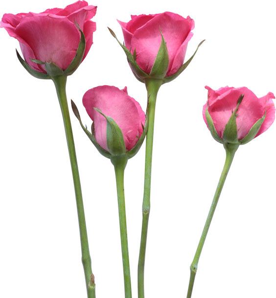 Four Pink Roses