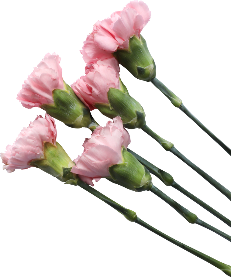 Five Long-Stemmed Carnation Flowers